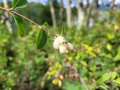 Symphoricarpos rotundifolius