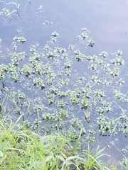 Ludwigia palustris