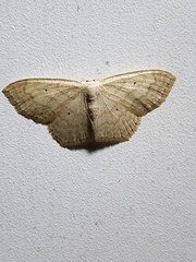 Scopula limboundata