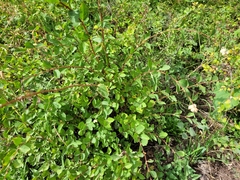 Symphoricarpos rotundifolius