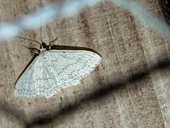 Idaea tacturata