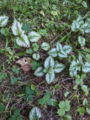 Lamium galeobdolon argentatum