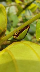 Membracidae
