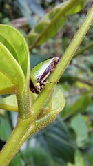 Membracidae