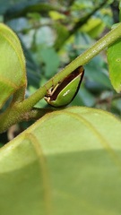 Membracidae
