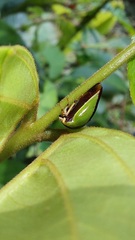 Membracidae