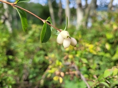 Symphoricarpos rotundifolius