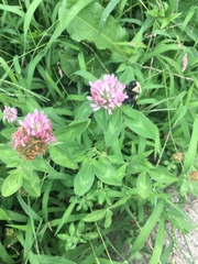 Bombus griseocollis