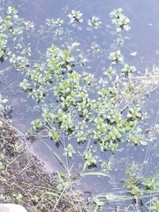 Ludwigia palustris