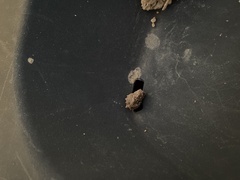 Acanthepeira