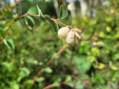 Symphoricarpos rotundifolius
