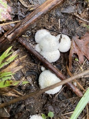 Lycoperdon curtisii