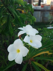 Plumeria pudica