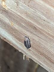 Armadillidium nasatum