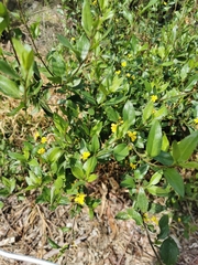 Goodenia ovata
