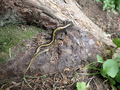Ambystoma macrodactylum