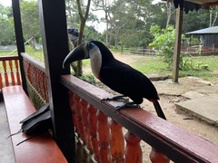 Ramphastos vitellinus