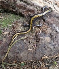 Ambystoma macrodactylum