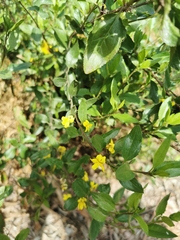 Goodenia ovata