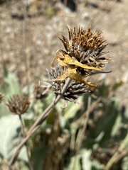 Balsamorhiza