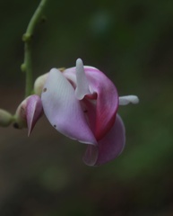 Canavalia septentrionalis