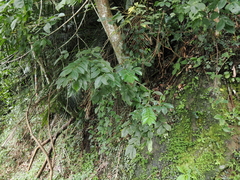 Tetradium ruticarpum