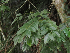 Tetradium ruticarpum