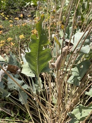 Balsamorhiza