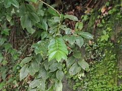 Tetradium ruticarpum