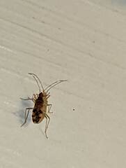 Ozophora picturata
