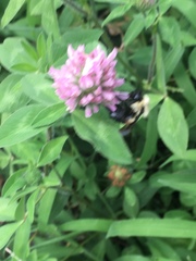 Bombus griseocollis