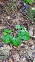 Viola rotundifolia