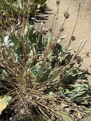 Balsamorhiza