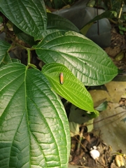 Cicadellinae