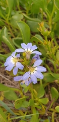 Scaevola calendulacea