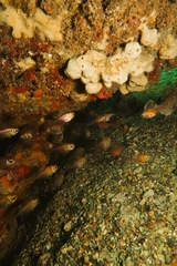 Pempheris klunzingeri