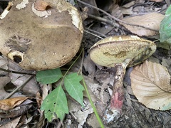 Caloboletus inedulis