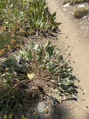 Balsamorhiza