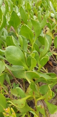 Scaevola calendulacea