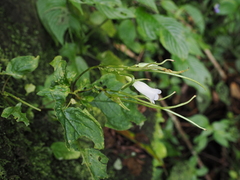 Henckelia anachoreta