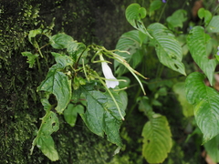 Henckelia anachoreta