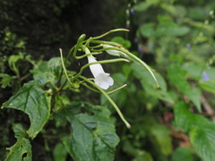 Henckelia anachoreta