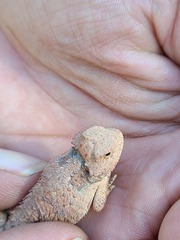 Phrynosoma hernandesi