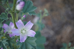 Malva weinmanniana