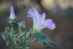 Malva weinmanniana