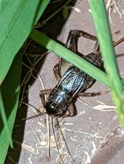 Velarifictorus micado