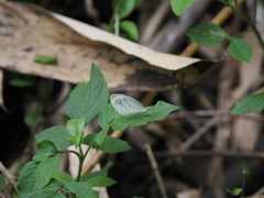 Leptosia nina niobe