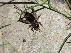 Velarifictorus micado