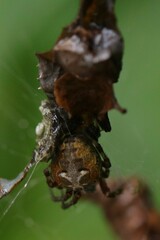 Metepeira labyrinthea