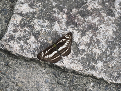 Neptis